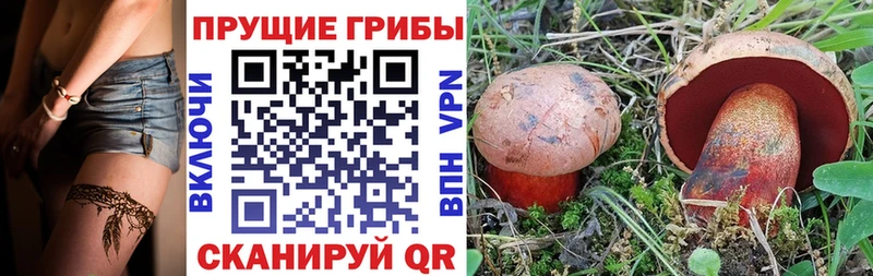 Галлюциногенные грибы Psilocybe Фурманов
