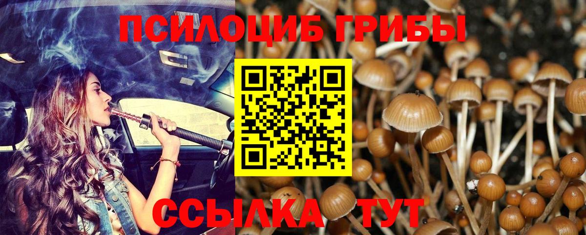 Псилоцибиновые грибы Cubensis Фурманов
